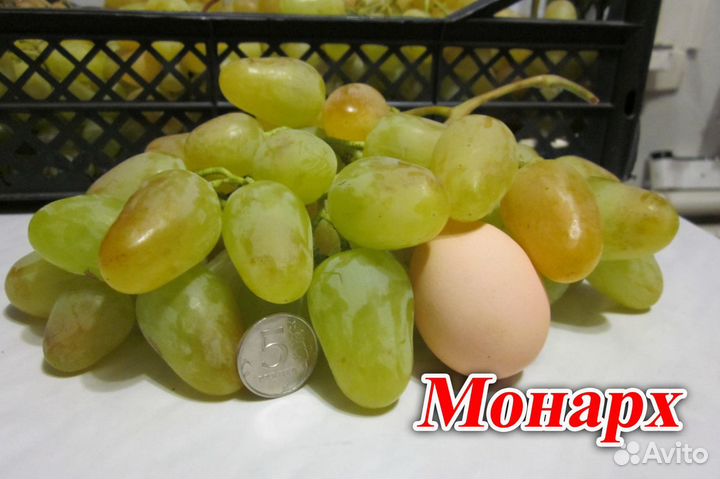 Саженцы винограда