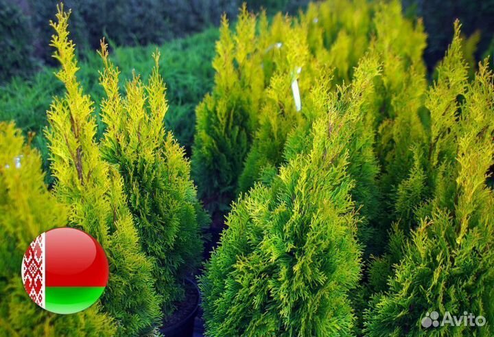 Туя Экстра качества Смарагд,Брабант,Колумна