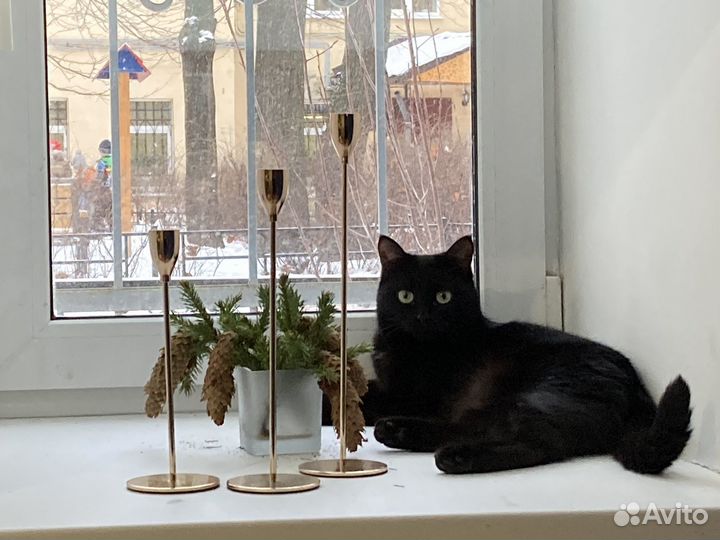 Выгул и передержка домашних животных