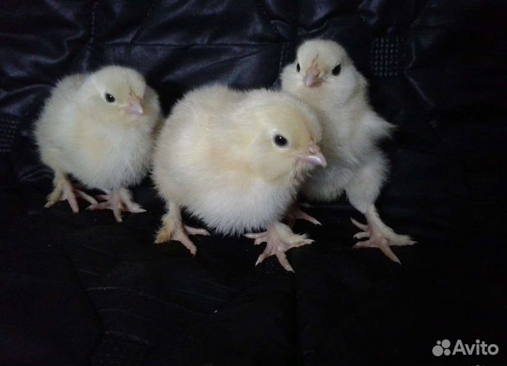 Цыплята