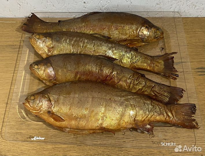 Живая форель