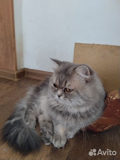 Хайлендеры