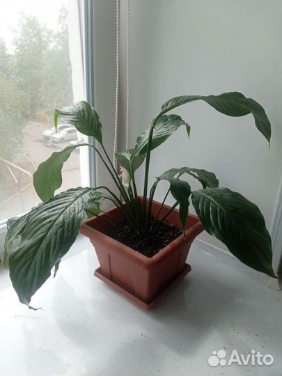 Спатифиллум