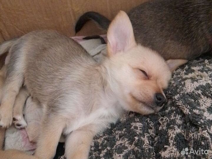 Той-терьер щенки