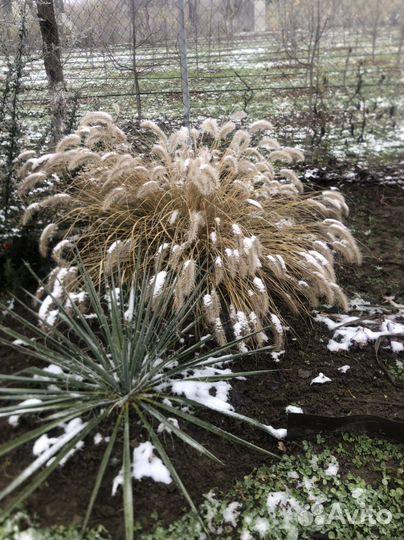 Декоративные /многолетние растения