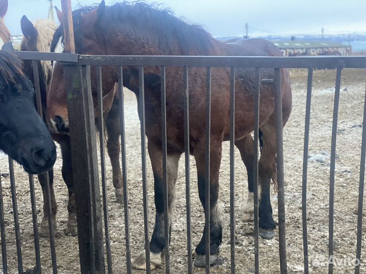 Жеребцы производители