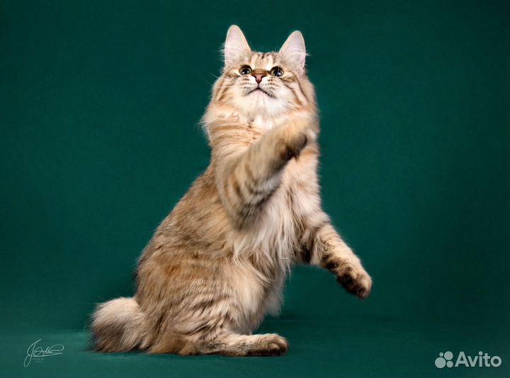 Серебряная кошечка из питомника