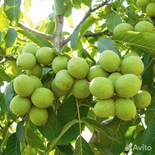 Саженцы орехоплодных садовых растений. зкс