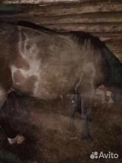 Жеребчики годовалые, на откорме один месяц