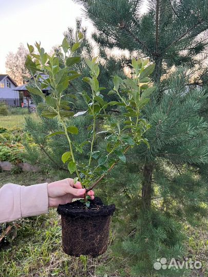 Саженцы голубики. Голубика