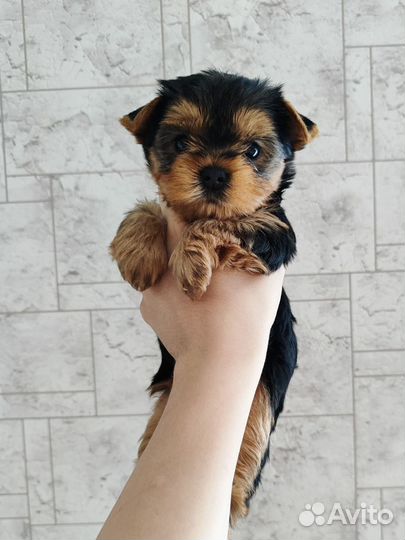 Йоркширский терьер