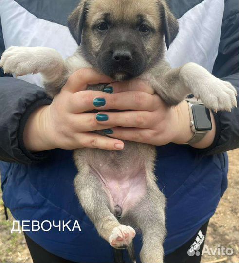 Щенки подростки