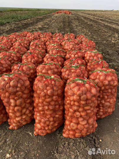 Лук на перо сорт Штутгарт