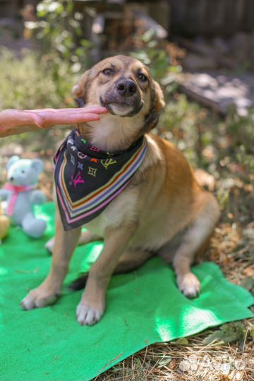 Собака из приюта ищет дом