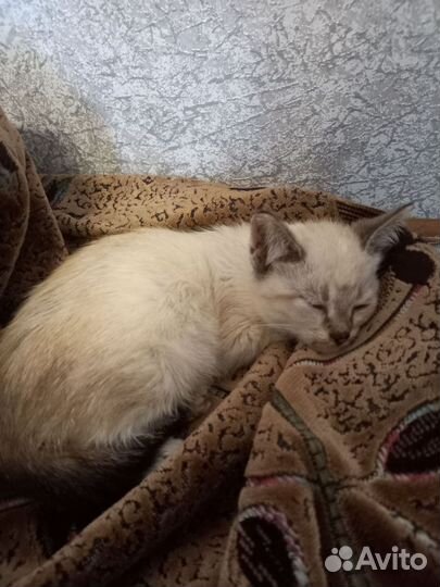 Сеймский кот