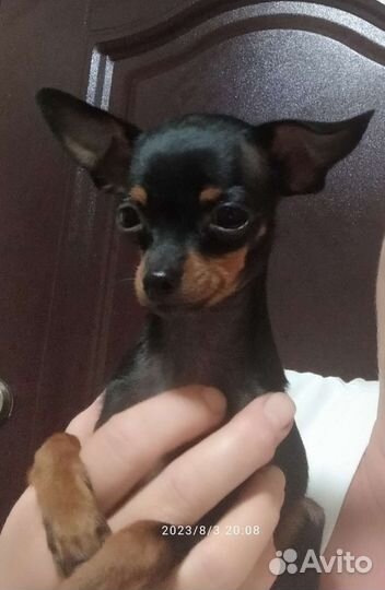 Мини тойчики