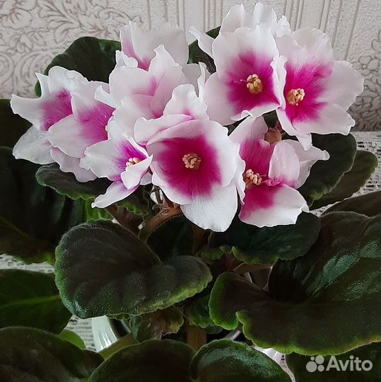 Фиалки в ассортименте