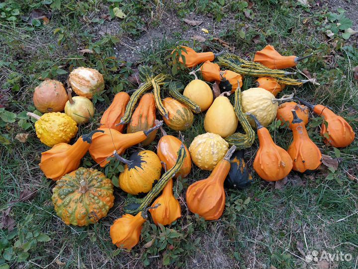 Тыква декоративная