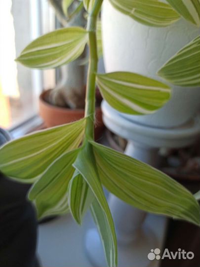 Эухарис, Сциндапсус пиктус треби, Традесканция