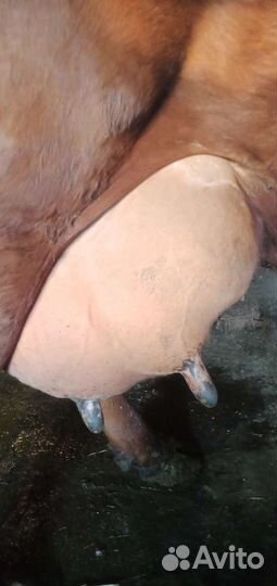 Коровы высокоудойные, сено