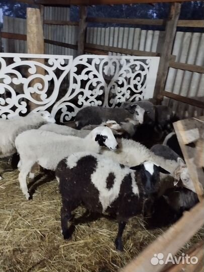 Овцы бараны