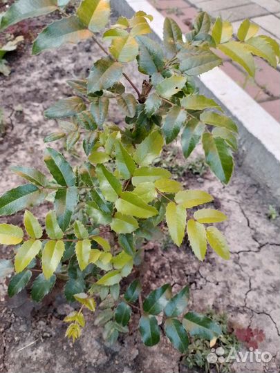 Магония падуболистная