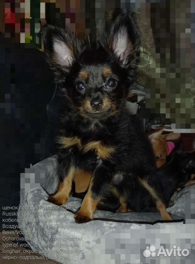 Мини той-терьер щенок