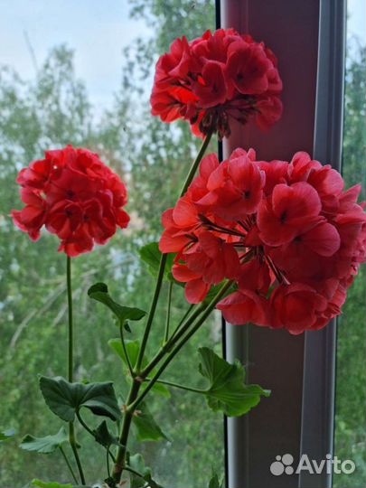 Пеларгония герань