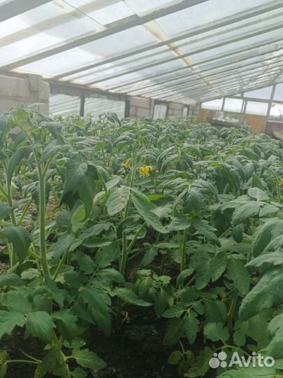 Рассада помидор, перца, баклажанов