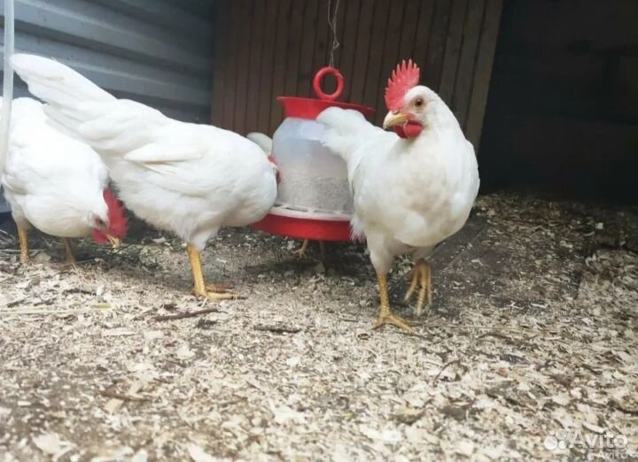 Молодые петушки