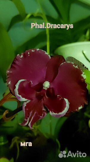 Орхидея фаленопсис