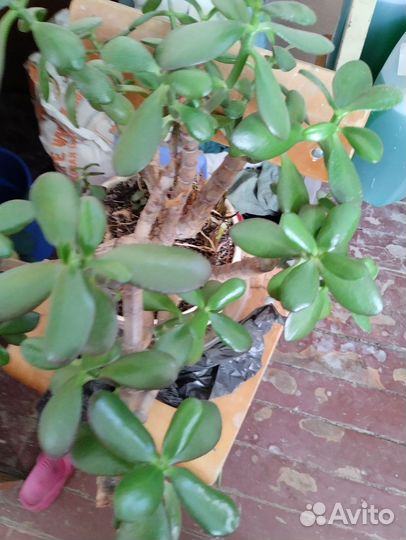 Пилея, сингониум, денежное дерево