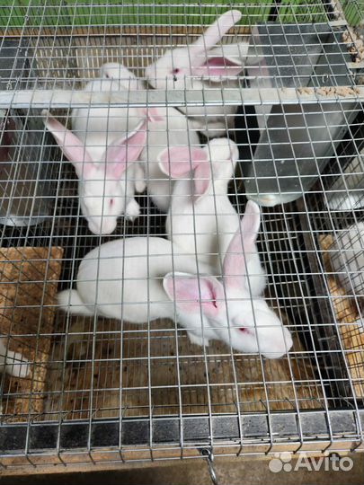 Белый паннон кролик на племя и на мясо