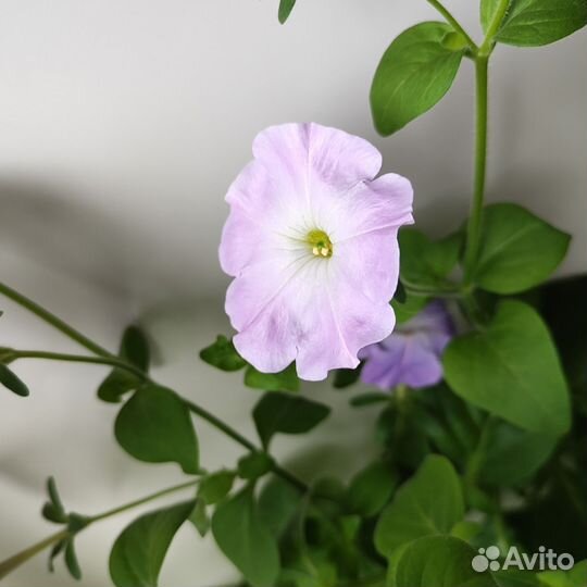 Рассада петунии