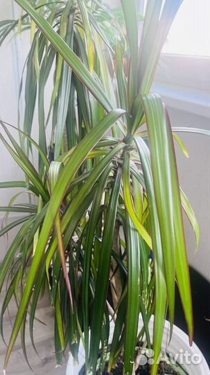 Пальма драцена