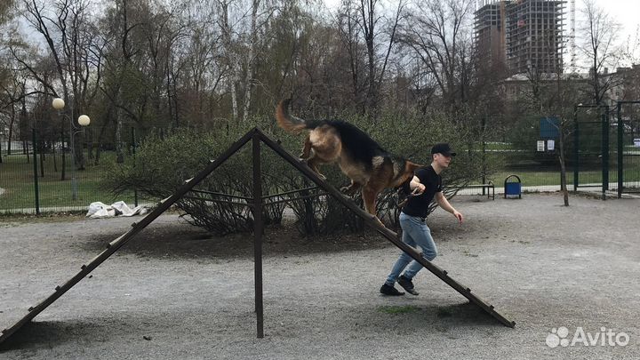 Немецкая овчарка вязка
