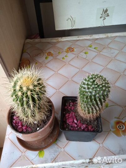 Кактусы и суккуленты