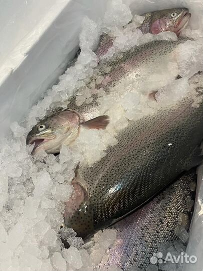 Форель радужная охлажденная (Хакасия)