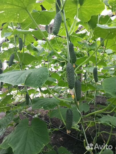 Огурцы и помидоры свежие