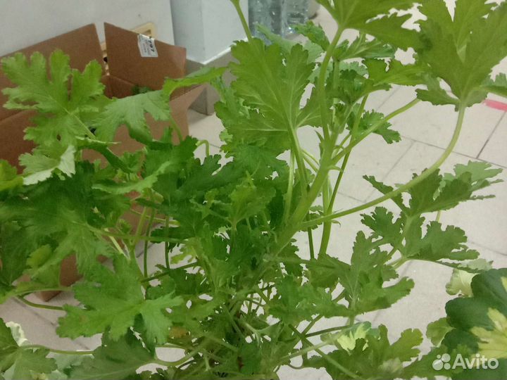 Пеларгония сортовая