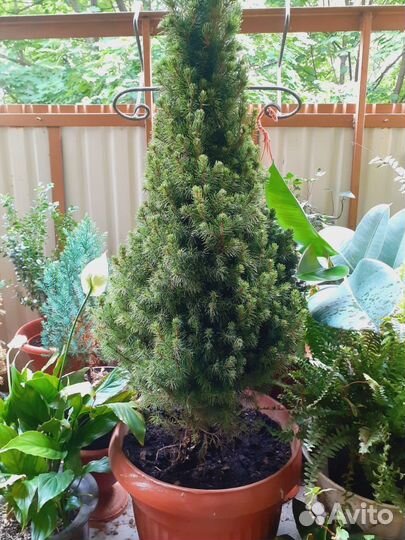 Канадская и голубая ель, Самшит, Тисс,шаровидная Т