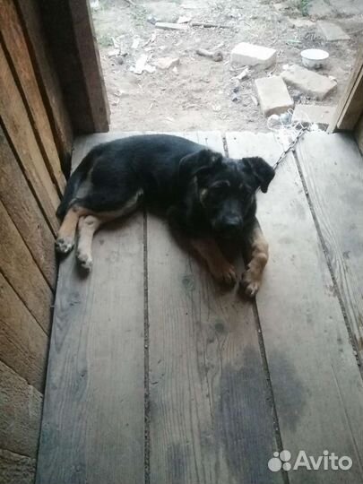 Собака в добрые руки щенок