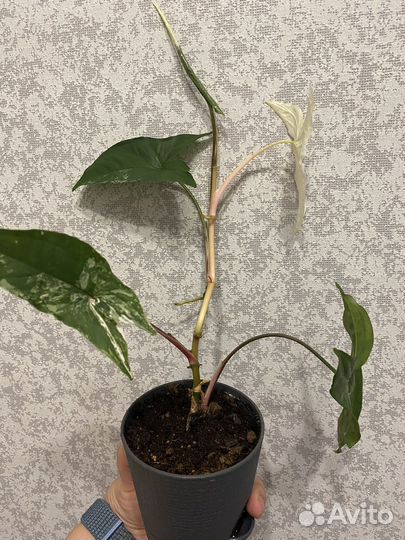 Сингониум imperial white