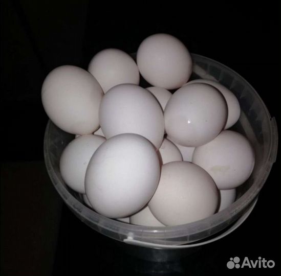 Домашние куриные яйца