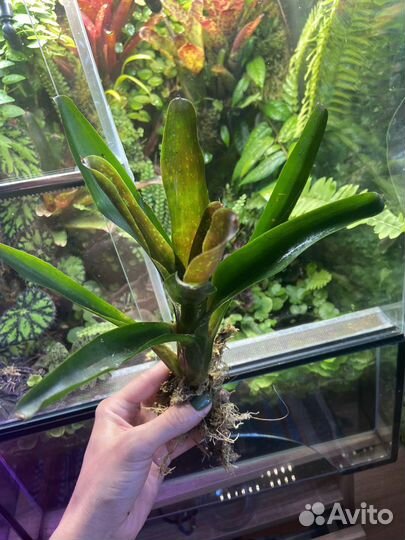 Неорегелия