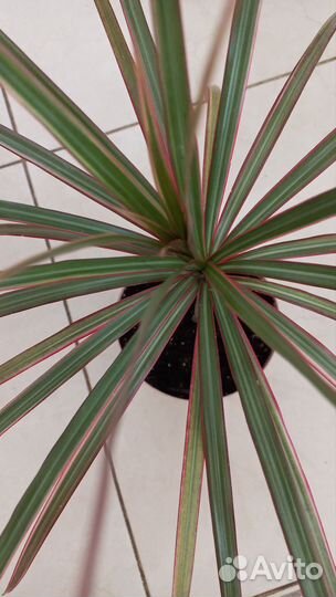 Драцена Маргината триколор