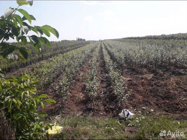 Саженцы из нашего питомника