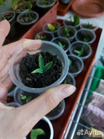 Замиокулькас