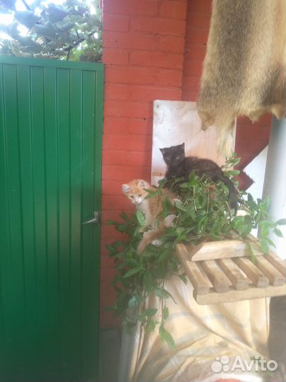 Котята в добрые руки бесплатно