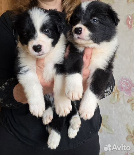 Щенки бордер колли